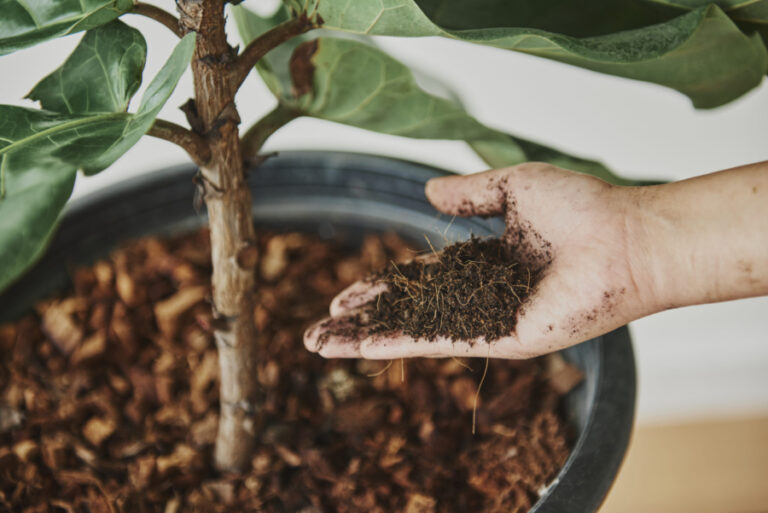 Como fazer compostagem em restaurantes